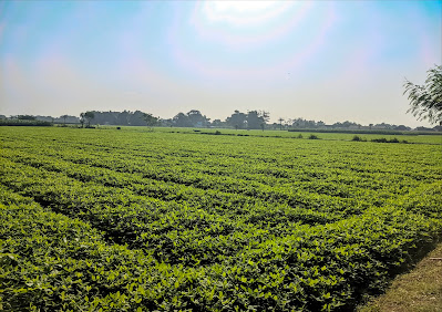 Wisata Tani Betet Wisata Petik Buah dan Sayur