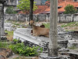 Bongkar Rahasia Tempat Tersembunyi di Surabaya yang Belum Banyak Diketahui!