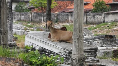 Bongkar Rahasia Tempat Tersembunyi di Surabaya yang Belum Banyak Diketahui!