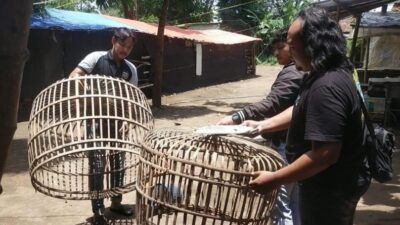 Arena Sabung Ayam di Ngronggot Dibongkar Polisi Nganjuk 