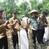 Dukung Swasembada Pangan, Perhutani Jombang Bersinergi Dengan Polri Dan Dinas Pertanian Panen Jagung Di Nganjuk