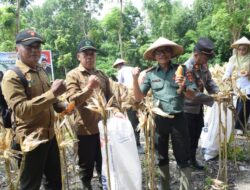 Dukung Swasembada Pangan, Perhutani Jombang Bersinergi Dengan Polri Dan Dinas Pertanian Panen Jagung Di Nganjuk