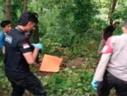 Jasad Pria Berbaju Batik Biru di Tengah Hutan Wilangan Nganjuk, Ditemukan Tinggal Tulang