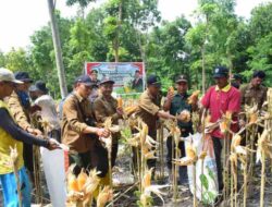 Perhutani KPH Jombang bersama Polri dan Dinas Pertanian Panen Jagung Perdana di Nganjuk