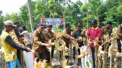 Perhutani KPH Jombang bersama Polri dan Dinas Pertanian Panen Jagung Perdana di Nganjuk