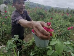 Petani Bunga Mawar di Nganjuk Raup Keuntungan Jelang Ramadan – nnews.co.id