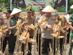 Polres Nganjuk Panen 20,56 Ton Jagung Dari Panen Raya Jagung Serentak Untuk Ketahanan Pangan