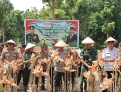 Polres Nganjuk Panen 20,56 Ton Jagung, Dukung Program Ketahanan Pangan Nasional