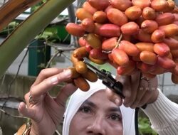 Kebun Kurma Nganjuk Sajikan Wisata Petik Kurma Langsung dari Pohon