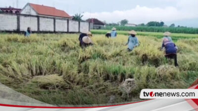 Petani Padi di Nganjuk Kecewa, Bulog Tak Mau Beli Gabah Hasil Panen