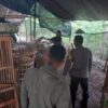 Polres Nganjuk Gerebek Arena Judi Sabung Ayam di Bagor