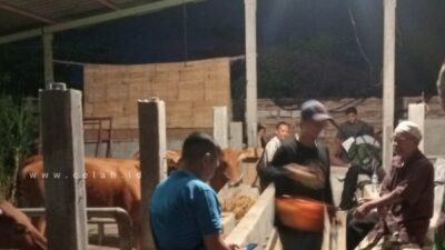 Puluhan Sapi Ternak Bantuan Pemprov Jatim di Desa Jatirejo Nganjuk Diduga Digelapkan