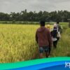 Serapan Gabah Bulog Kediri Lampaui Target, Nganjuk Sumbang Paling Banyak