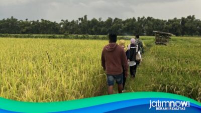 Serapan Gabah Bulog Kediri Lampaui Target, Nganjuk Sumbang Paling Banyak