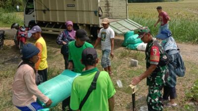 Serapan Gabah di Nganjuk Meningkat, Target Segera Tercapai