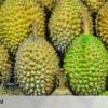 Tempat Wisata Durian Paling Hits di Nganjuk