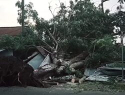 Tertimpa Pohon Tumbang, Sebuah Rumah di Nganjuk Hancur Nyaris Rata dengan Tanah – nnews.co.id