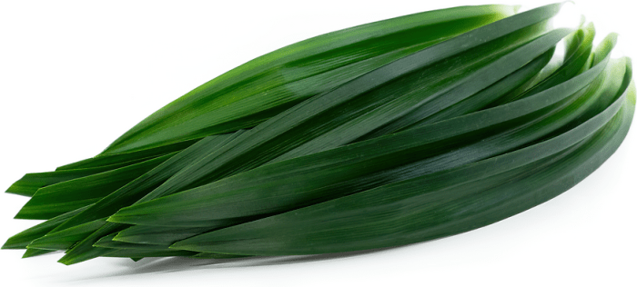 ๎Pandan Leaves๎ Information and Facts Daun pandan