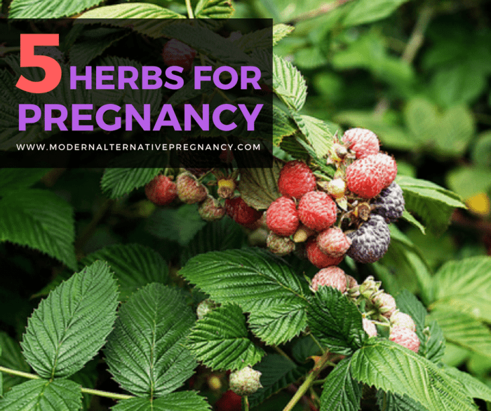 5 of the best ๎herbal๎ teas ๎for pregnancy๎ โ Artofit 5 of the best ๎herbal๎ teas ๎for pregnancy๎ โ Artofit