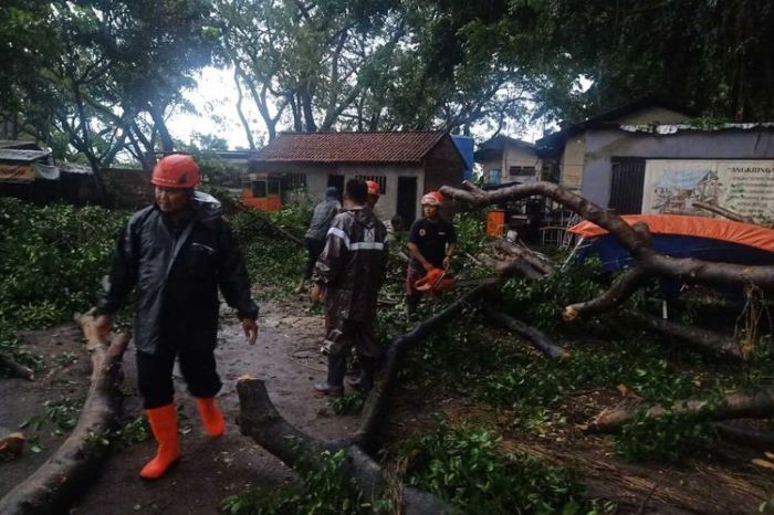 Hujan Disertai Angin Kencang Landa ๎Nganjuk๎, Belasan Pohon Tumbang Informasi terkini berita nganjuk hari ini