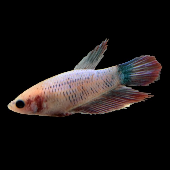 The Delicate Dance of Betta Fish: Exploring the Harmony of Two Females ... The Delicate Dance of Betta Fish: Exploring the Harmony of Two Females ...