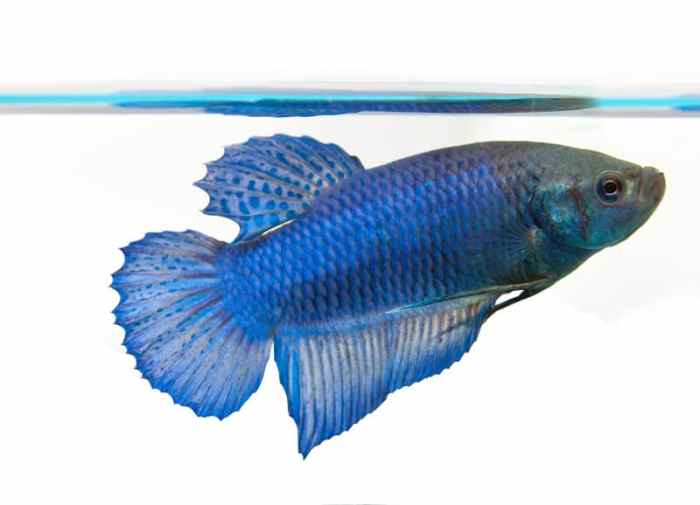 TURQUOISE HALFMOON FEMALE BETTA FISH! BRED IN THE USA!!! | Betta fish ... TURQUOISE HALFMOON FEMALE BETTA FISH! BRED IN THE USA!!! | Betta fish ...