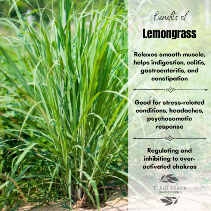 Lemongrass Oil Benefits and Uses : Gift in a disguise of Grass!