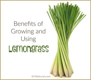 Lemongrassinfographic