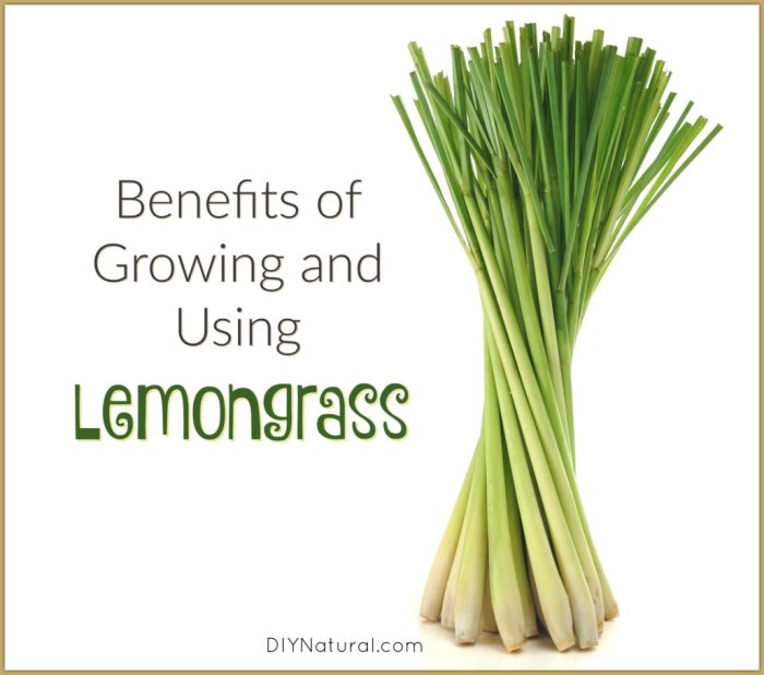 Lemongrassinfographic Lemongrassinfographic