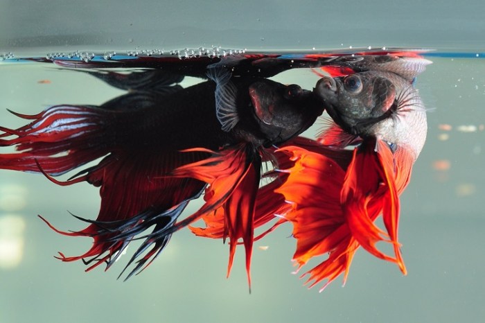 Betta Fish Fighting Each Other