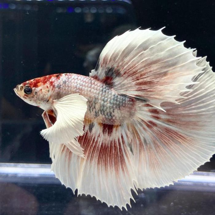 Buy ๎Halfmoon๎ ๎Betta๎ - Male - Live Aquarium Tropical ๎Fish๎ Online at ... Ikan cupang halfmoon