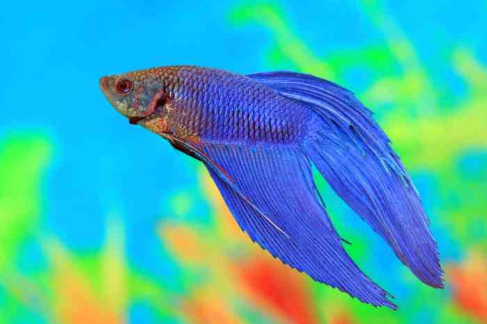 Keeping female Betta fish - Aquariadise Keeping female Betta fish - Aquariadise
