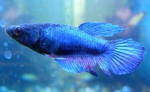Female Betta Fish Types