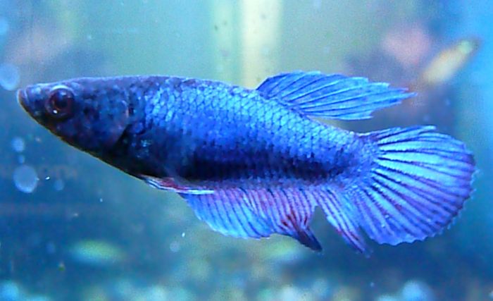 Female Betta Fish Types Female Betta Fish Types