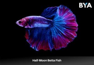 Ikan cupang halfmoon