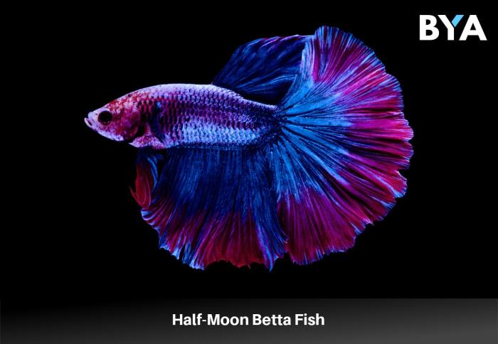 Ikan cupang halfmoon