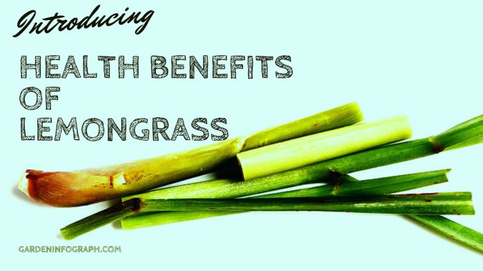 What are the Health Benefits of Lemongrass | Plants Information Manfaat serai merah