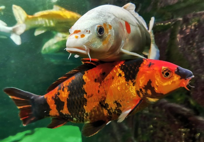 Real Koi Fish Real Koi Fish
