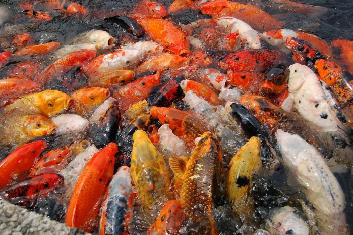 koi fish Koi fish polycentric posted pomona poly cal garden cpp edu ... koi fish Koi fish polycentric posted pomona poly cal garden cpp edu ...