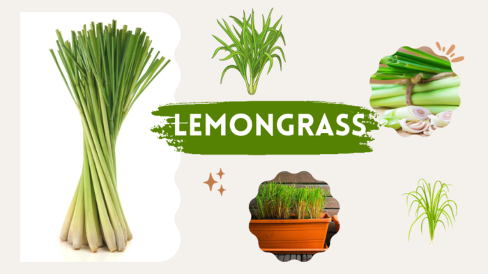 Boiling perilla leaves with a few stalks of lemongrass gives your body ... Manfaat daun serai