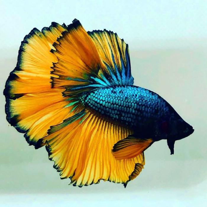 ๎Half Moon๎ ๎Betta๎ Male Ikan cupang halfmoon