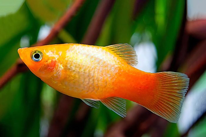Guppy Food : Ideal Nutrition for Freshwater Aquarium Fish Pakan ikan cupang
