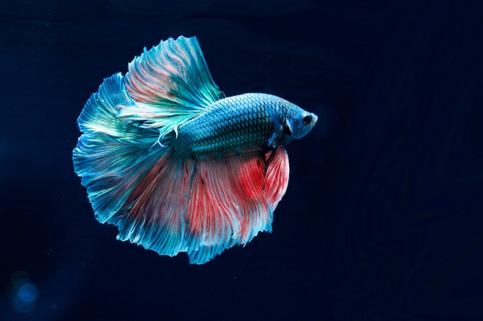 Visarute Angkatavanich has taken to photographing Siamese Fighting Fish ...