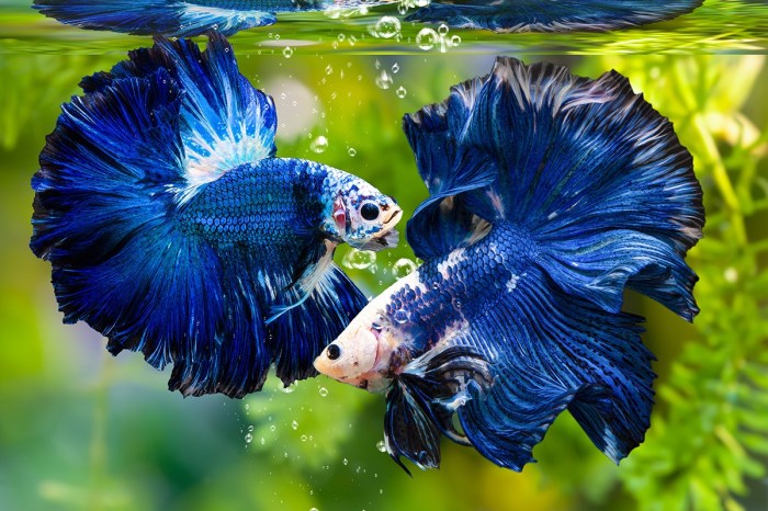 Ikan cupang aduan