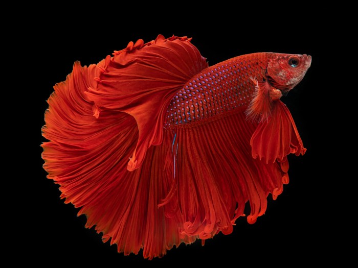 Ikan cupang