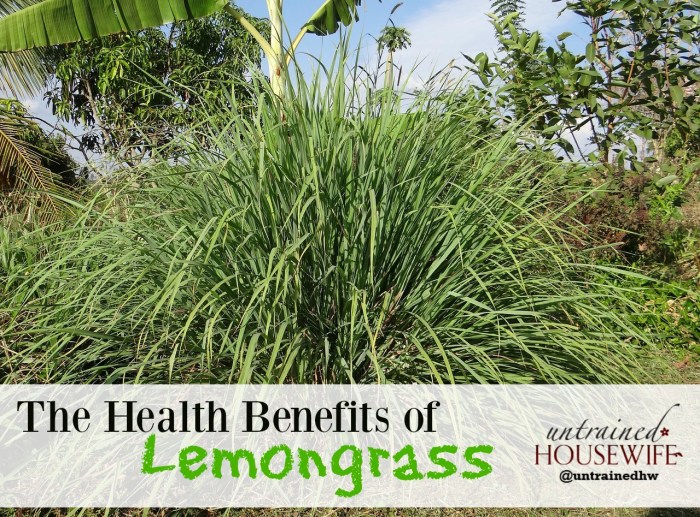 What are the Health ๎Benefits๎ ๎of Lemongrass๎ | ๎Plants๎ Information What are the Health ๎Benefits๎ ๎of Lemongrass๎ | ๎Plants๎ Information