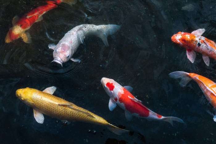 Free photo: Red Koi Fish - Fish, Japanese, Koi - Free Download - Jooinn Free photo: Red Koi Fish - Fish, Japanese, Koi - Free Download - Jooinn