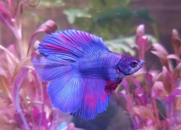 Beautiful ๎Betta๎ - Fancy ๎HalfMoon๎ Male | ๎Betta๎ ๎fish๎, ๎Betta๎ aquarium, Pet ... Beautiful ๎Betta๎ - Fancy ๎HalfMoon๎ Male | ๎Betta๎ ๎fish๎, ๎Betta๎ aquarium, Pet ...