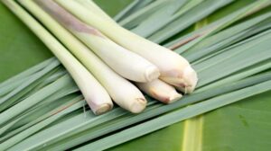 Daun serai