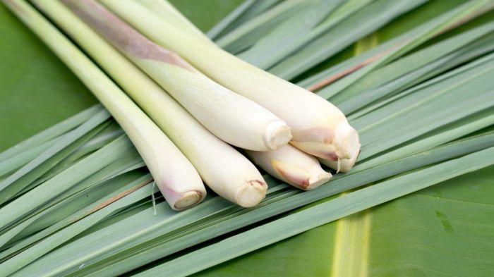 The Best ๎Lemongrass๎ Substitutes Daun serai